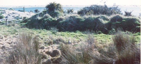 another view of swampland at jacksons Bay